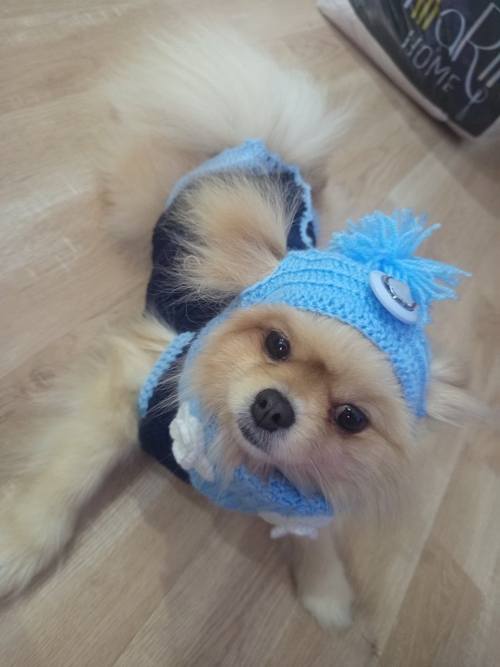 Nakışlı Mavi Örgü Köpek Kıyafeti - Görsel 2