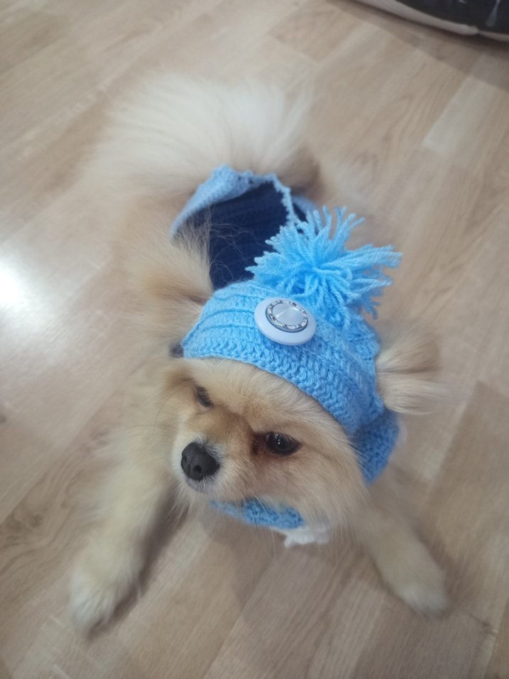 Nakışlı Mavi Örgü Köpek Kıyafeti - Görsel 4