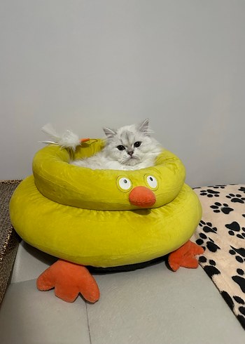 Sarı Renkli Tavuk Figürlü Kedi Yatağı - Görsel 2