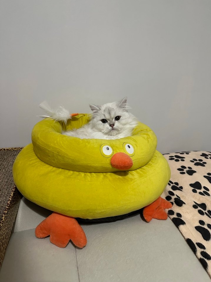 Sarı Renkli Tavuk Figürlü Kedi Yatağı - Görsel 2