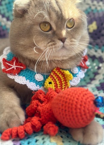 Renkli Örgü Kedi Aksesuarı - Görsel 2