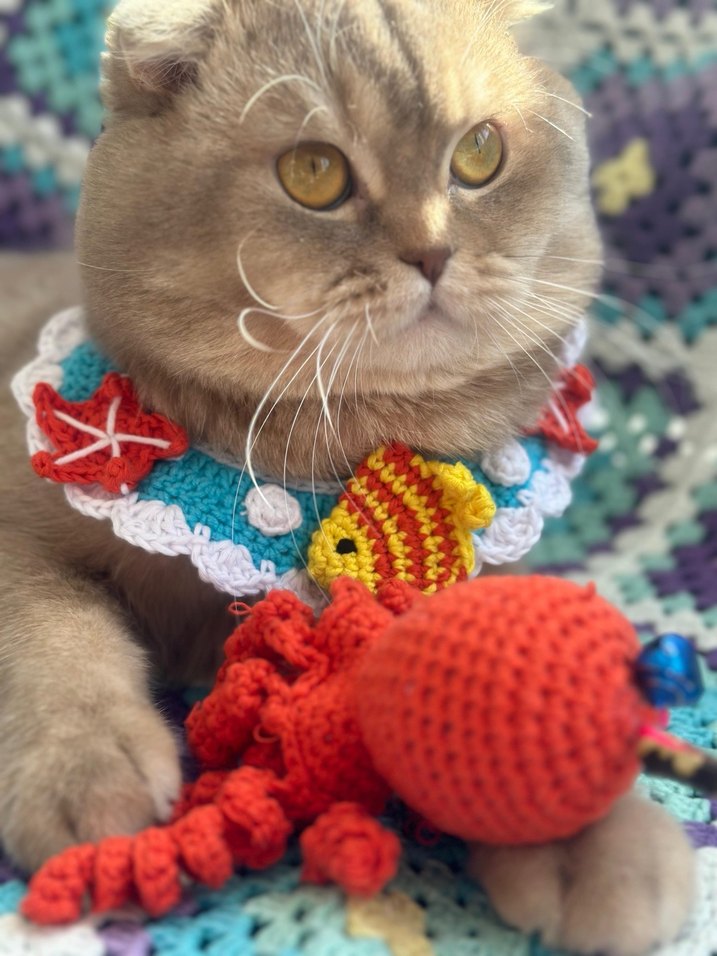 Renkli Örgü Kedi Aksesuarı - Görsel 2