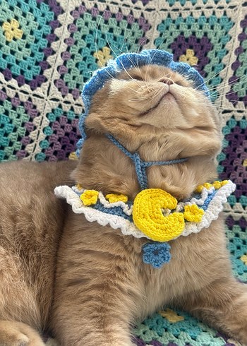 Kedi Şapkası ve Yakası - Görsel 3