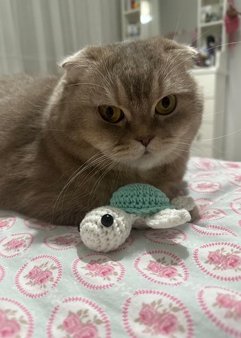 Örgü Kaplumbağa Kedi oyuncağı - Görsel 2
