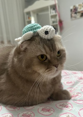 Örgü Kaplumbağa Kedi oyuncağı - Görsel 3