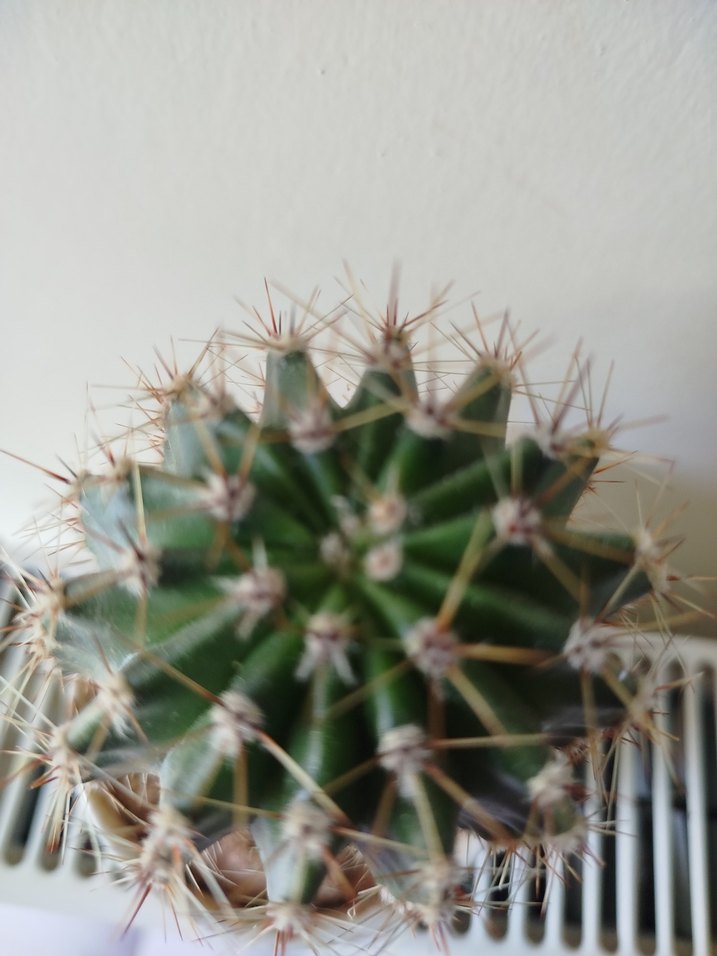 Renkli Saksıda Yeşil Kaktüs - Görsel 3