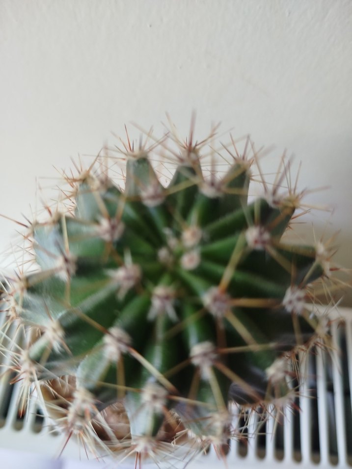 Renkli Saksıda Yeşil Kaktüs - Görsel 2