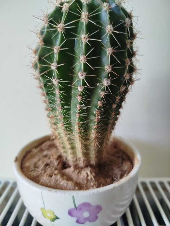 Renkli Saksıda Yeşil Kaktüs - Görsel 4