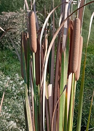 Pamas