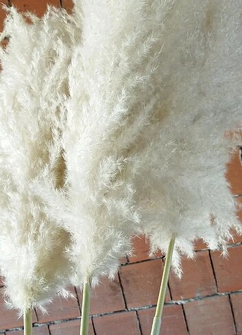 İthal pampas boyu 120 cm