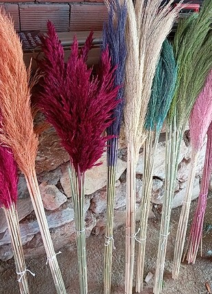 Pampas renkli natürel 
