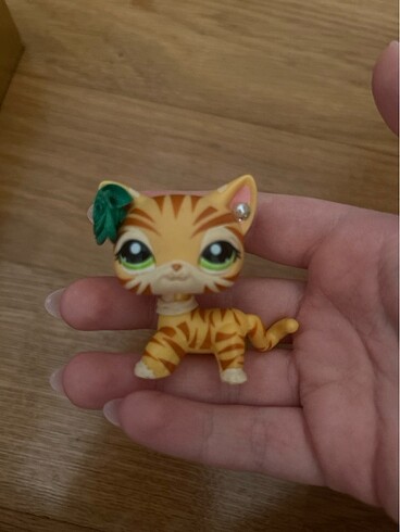 Lps miniş shorthair kedi