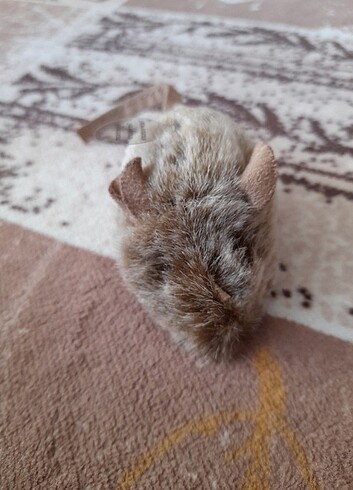 Beden Kedi oyuncak fare