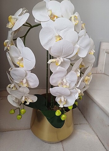 xl Beden Saksıda orkide