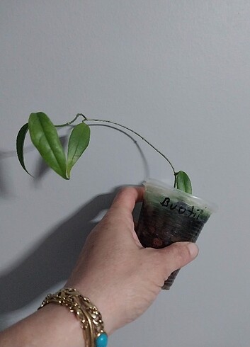 Hoya buotii 