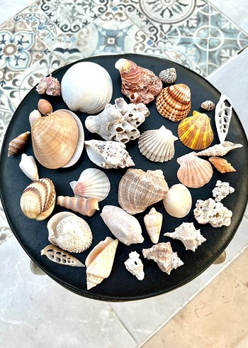 Beden Çeşitli Deniz Kabukları