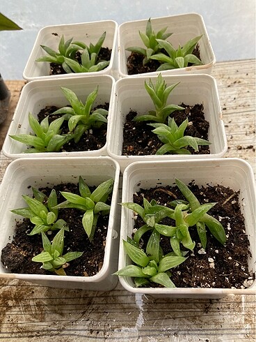 Haworthia