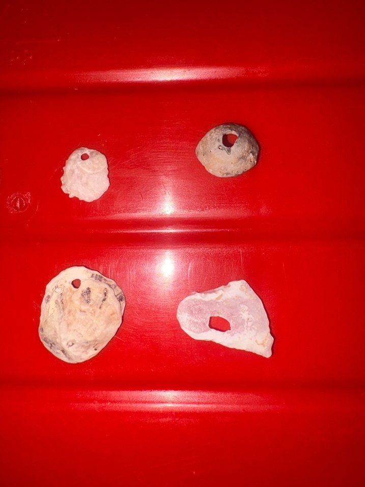 Delik Deniz kabuğu - Görsel 3