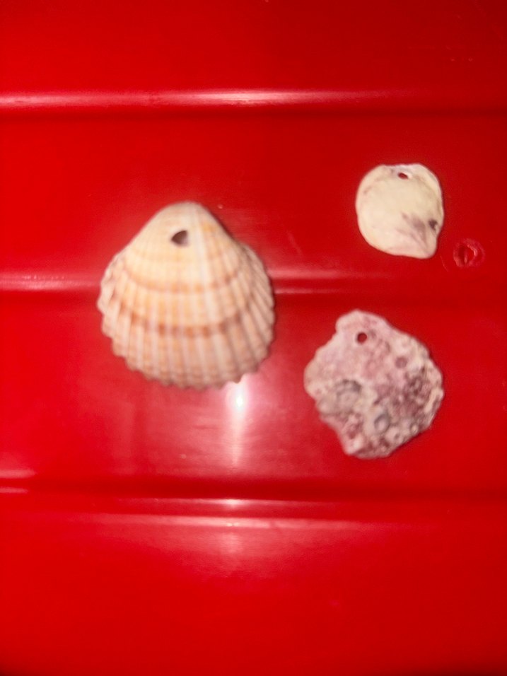 Delik Deniz kabuğu - Görsel 2