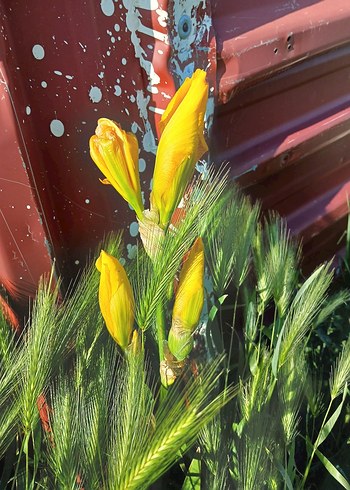 Renkli Sarı Çiçekli iris zambak - Görsel 2