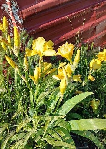 Renkli Sarı Çiçekli iris zambak - Görsel 3