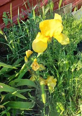 Renkli Sarı Çiçekli iris zambak - Görsel 4