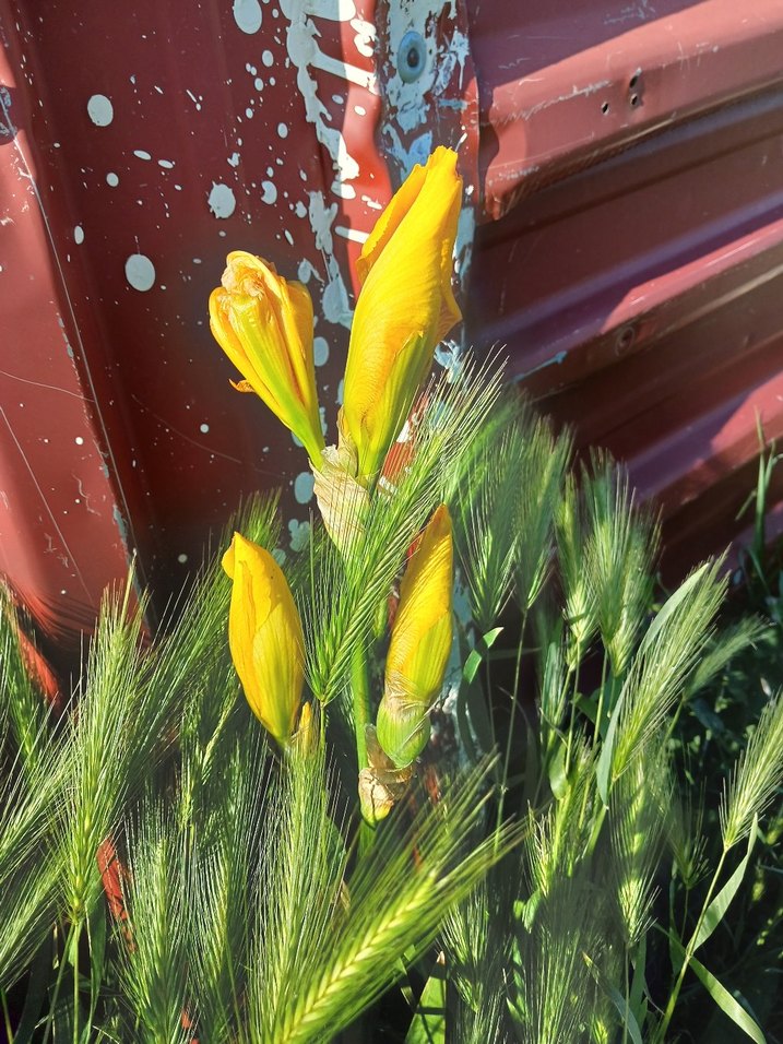 Renkli Sarı Çiçekli iris zambak - Görsel 2