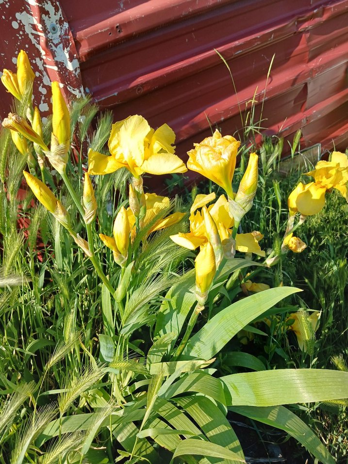 Renkli Sarı Çiçekli iris zambak - Görsel 3