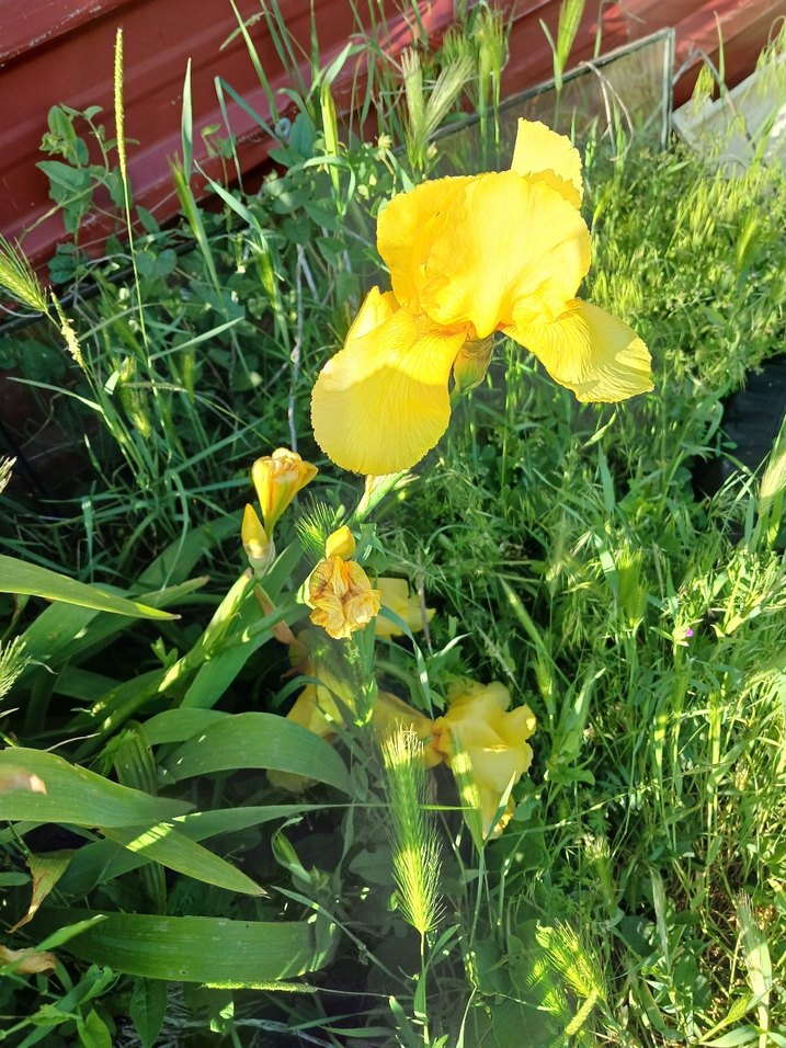 Renkli Sarı Çiçekli iris zambak - Görsel 4