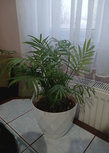 Dağ palmiyesi - Görsel 2