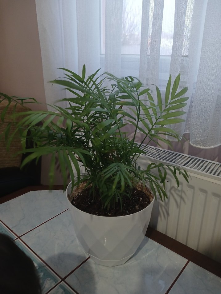 Dağ palmiyesi - Görsel 2