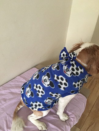 Pet kıyafet