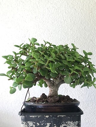 Diğer Afra bonsai