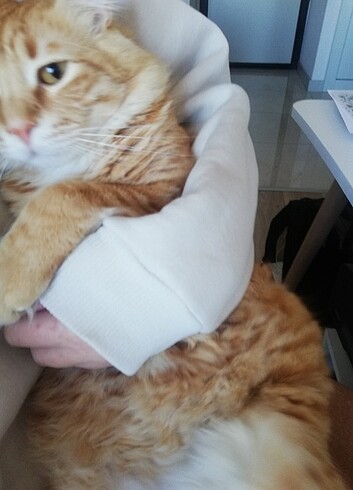 Kose kesme aparatı 