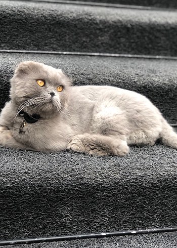 Gri Kedi Boyunluğu