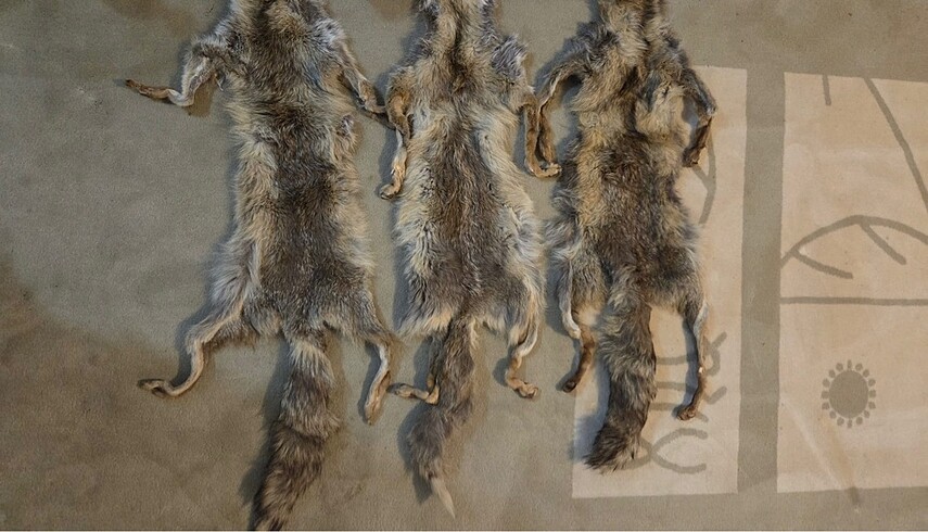 Tilki yaka - Görsel 2