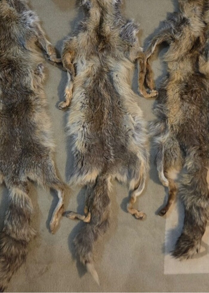 Tilki yaka - Görsel 2