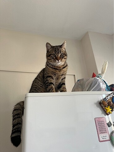 kedi çakıl