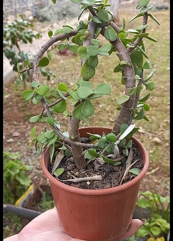 Bahçe ve saksı çiçeği