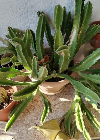 saksı çiçeği - Görsel 2