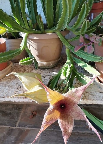 saksı çiçeği - Görsel 3