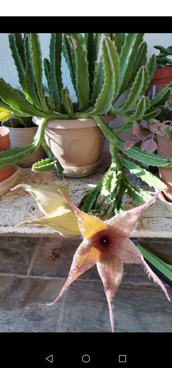 saksı çiçeği - Görsel 3