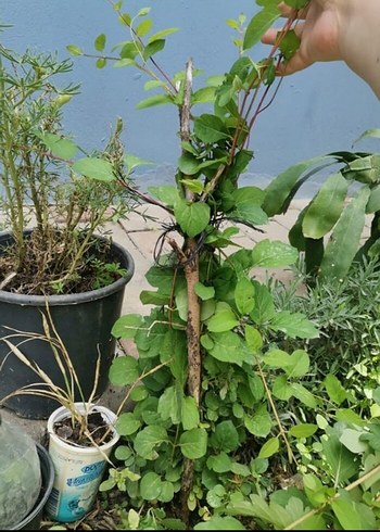 saksı ve bahçe çiçeği - Görsel 2