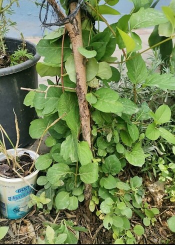 saksı ve bahçe çiçeği - Görsel 3