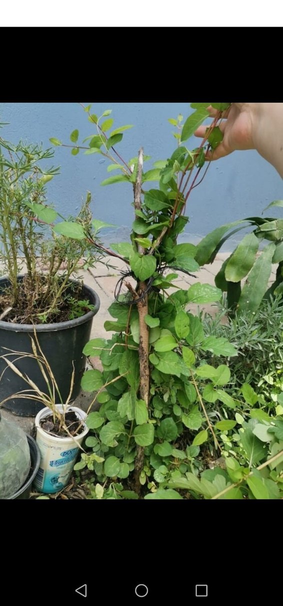 saksı ve bahçe çiçeği - Görsel 2