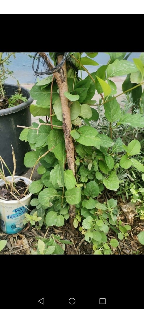 saksı ve bahçe çiçeği - Görsel 3