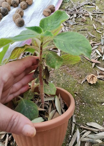 saksı çiçeği - Görsel 2