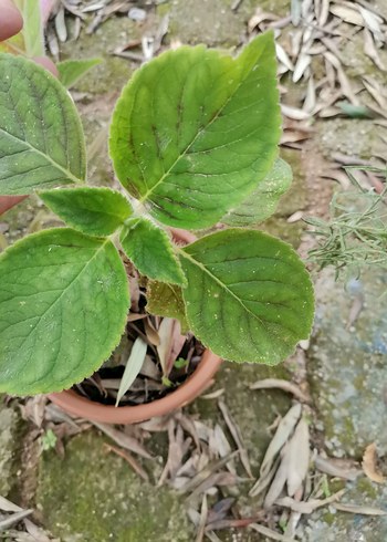 saksı çiçeği - Görsel 3