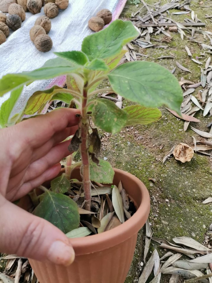 saksı çiçeği - Görsel 2