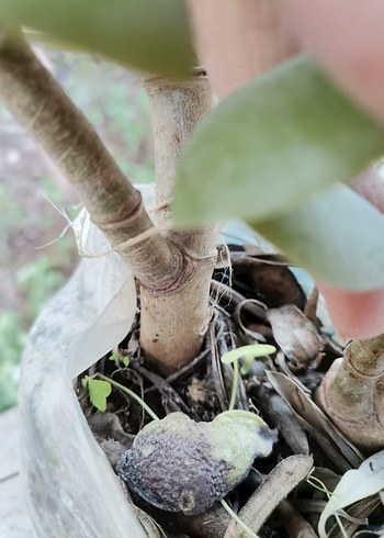 saksı ve bahçe çiçeği - Görsel 5